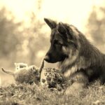 House and Pet Sitting Business