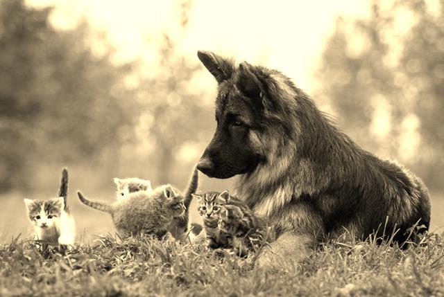 House and Pet Sitting Business