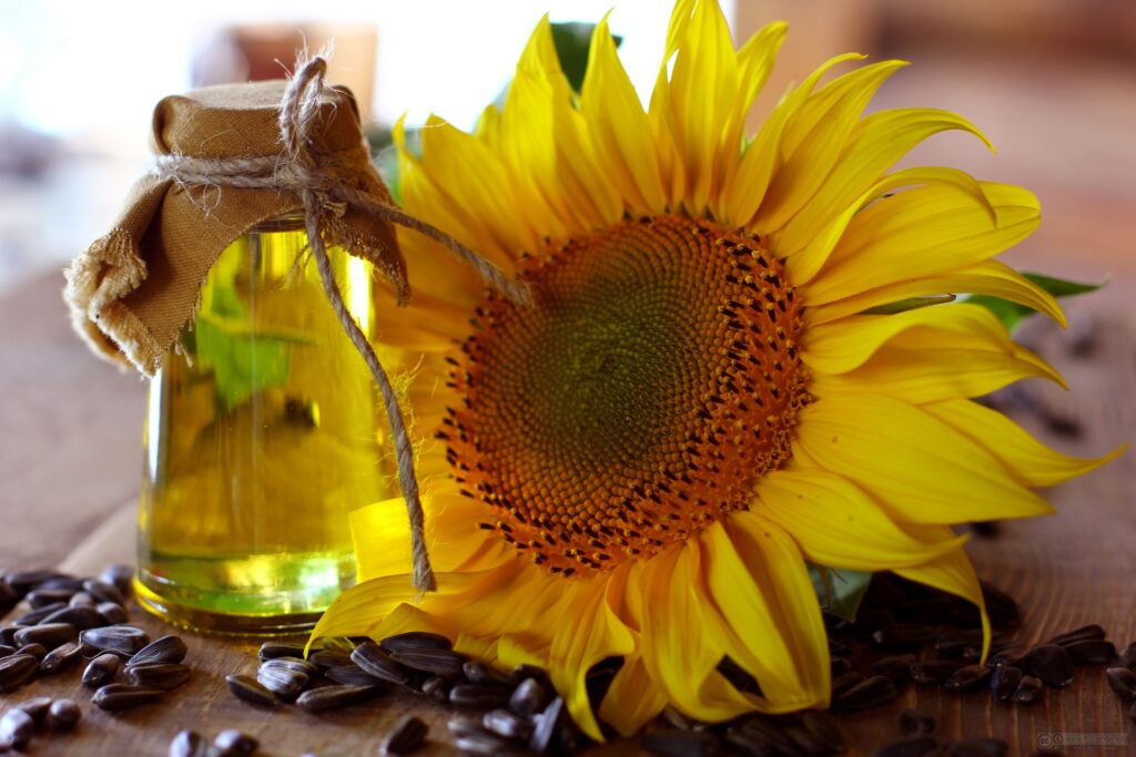 Sunflower Oil Processing Business