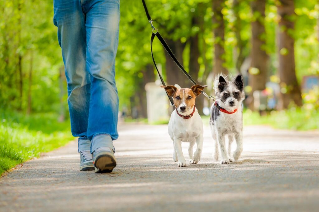 Dog Walker/Trainer/Groomer Business