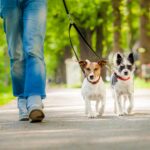 Dog Walker/Trainer/Groomer Business