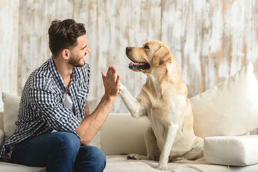 Pet sitter Business