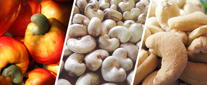 Cashew Processing Business