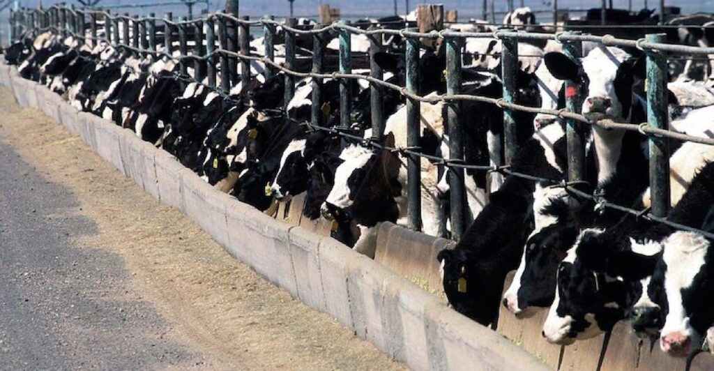 Small Scale Cattle & Poultry Feed Manufacturing Business