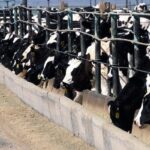 Small Scale Cattle & Poultry Feed Manufacturing Business