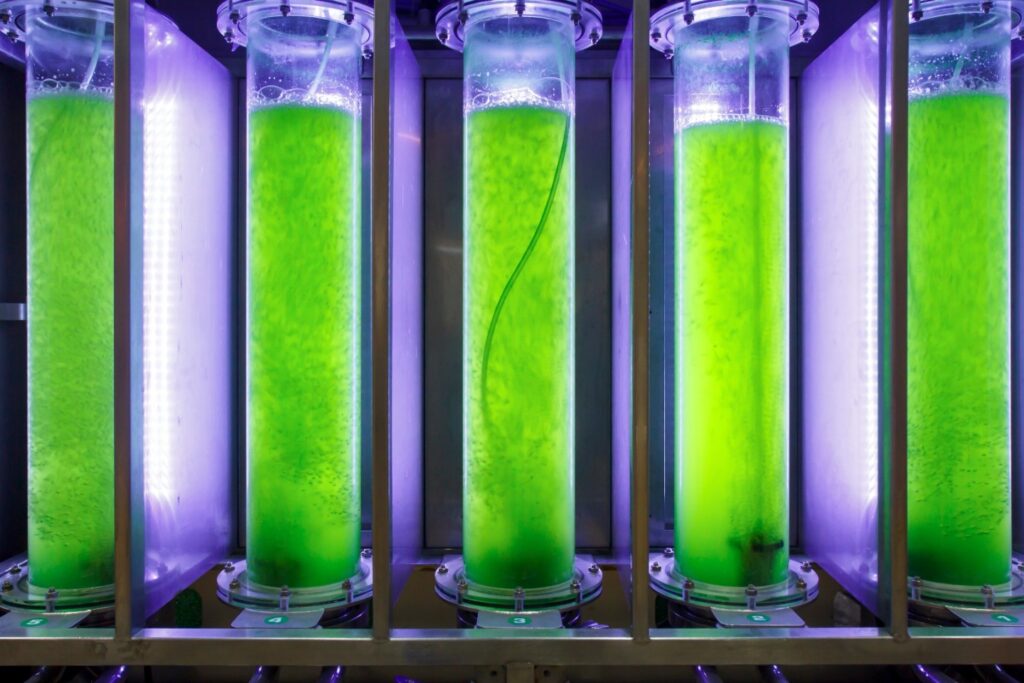 Micro-algae Commercial Cultivation Business