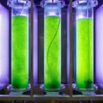 Micro-algae Commercial Cultivation Business