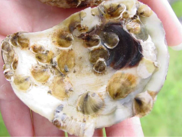 Edible Oyster Culture Business