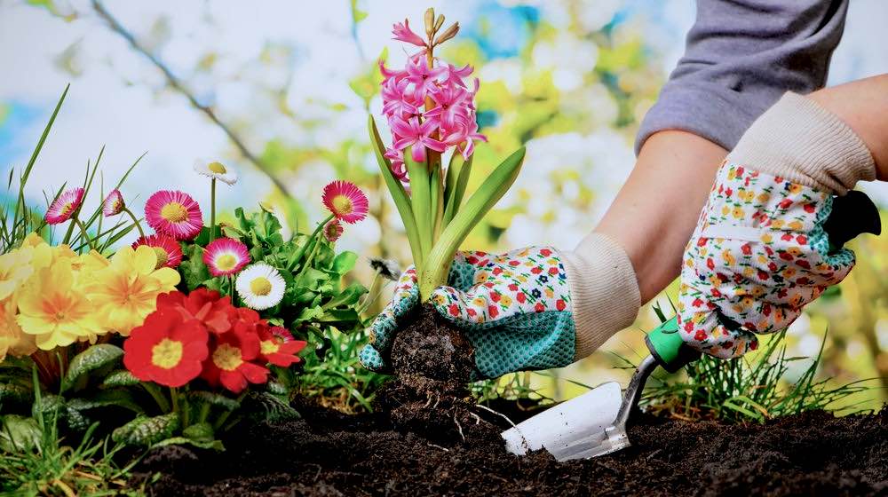 Expert Gardening Business