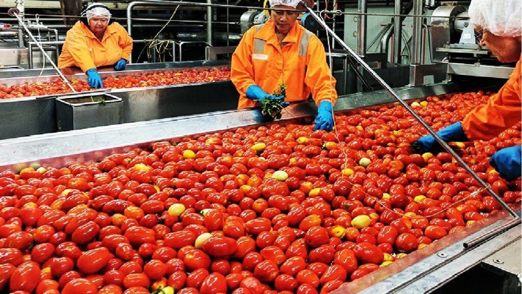 Tomato Processing Business