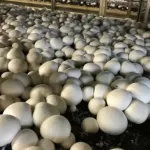 Mushroom harvesting