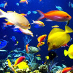 Business of Ornamental Fish Breeding