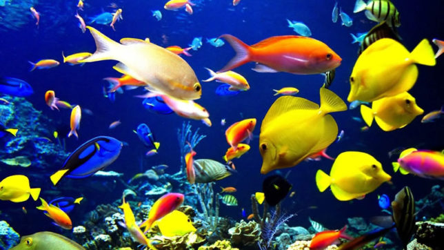 Business of Ornamental Fish Breeding