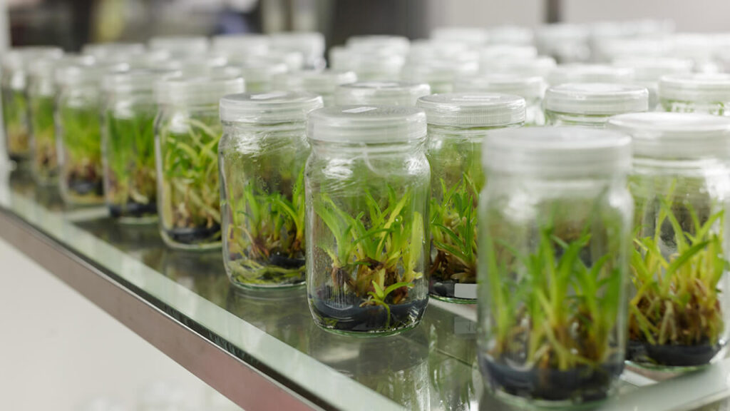 Tissue-Culture Technology Business