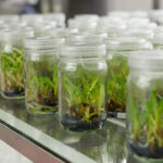 Tissue-Culture Technology Business