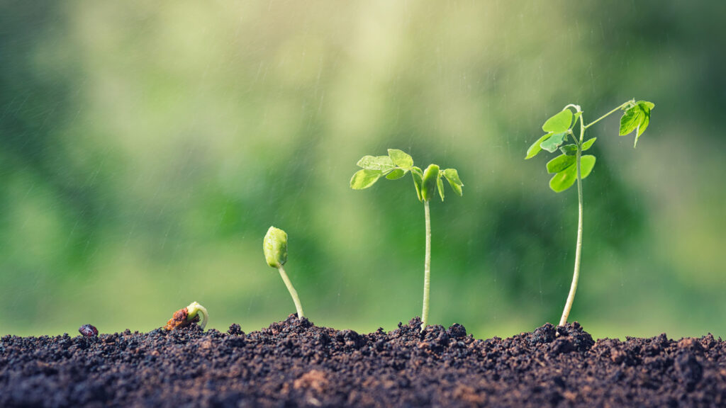 Seed Business