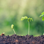 Seed Business