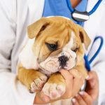 Pet care