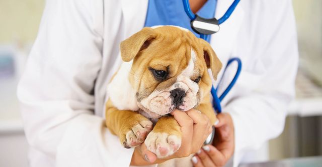 Pet care