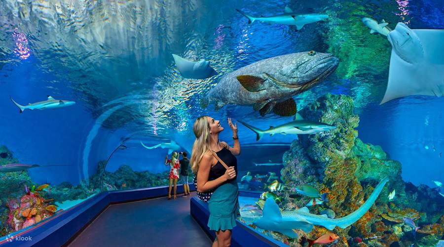 Aquariums & fish